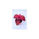 Red Coleus Mini Yaprak Güzeli Kolyoz Çiçeği 10-20 Cm