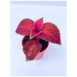 Red Coleus Yaprak Güzeli Kolyoz Çiçeği 10-20 Cm
