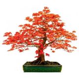 Red Maple Bonzai Ağacı Ekim Seti 5 Adet Tohum Saksı Toprak Kombin