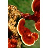 Reishi Ganoderma Lingzhi Mantar Tohumu +5000 Adet