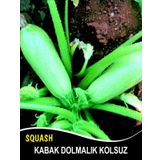 Rem Seeds 100gr Sakız Beyaz Dolmalık Kabak Tohumu