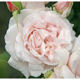 Renas Store Dashing Look Constanze Mozart Narin Krem Pembe Gül Tohumu 5 Adet TH-DLTHM009