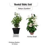 Renkli 2'li Sarmaşık Bitki Kızlay (Kanayan Kalpler)+ Filbahri Beyaz Ağaç Menekşesi