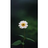 Renkli Baskılı Sayılarla Boyama Hobi Seti 80x100 cm: Çello