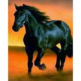 Renkli Baskılı Sayılarla Boyama Hobi Seti (Çerçeveli) 50x65 cm: Siyah İnci 3