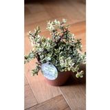 Renkli Para Çiçeği Portulacaria Afra Variegata