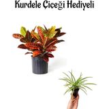 Renkli Yapraklı Kraton Çiçeği Sevgililer Gününe Özel Kurdele Çiçeği Hediyeli Bitki