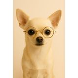 Retro Yuvarlak Evcil Hayvan Güneş Gözlüğü, Altın Metal Çerçeve, Renkli Lens, Kedi ve Köpek için Moda Aksesuarı (Şeffaf)