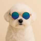 Retro Yuvarlak Evcil Hayvan Güneş Gözlüğü, Altın Metal Çerçeve, Renkli Lens, Kedi ve Köpekler için Moda Aksesuarı (EBRULİ)