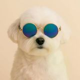 Retro Yuvarlak Evcil Hayvan Güneş Gözlüğü, Altın Metal Çerçeve, Renkli Lens, Kedi ve Köpekler için Moda Aksesuarı (EBRULİ)