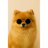 Retro Yuvarlak Evcil Hayvan Güneş Gözlüğü, Altın Metal Çerçeve, Renkli Lens, Kedi ve Köpekler için Moda Aksesuarı (SİYAH)