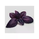 Reyhan Mor Tohumu - 5 Gram