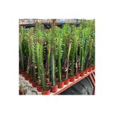 Reyon Bahçe 10.5lik Saksıda, 50 cm ve Üzeri Boyda Sınırlı Sayıda Euphorbia Trigona Red - Afrika Süt Ağacı Kaktüs