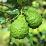 Reyon Bahçe 2 Yaş Aşılı Bergamot Fidanı Torbada