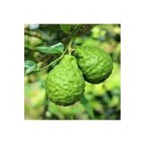 Reyon Bahçe 6 Yaş Aşılı Bergamot Fidanı Saksıda