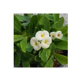 Reyon Bahçe Beyaz Euphorbia Milii / Dikenler Tacı Küçük Saksıda