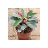 Reyon Bahçe Büyük Boy Kırmızı Euphorbia Milli / Dikenler Tacı, Saksıda