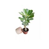 Reyon Bahçe Hediyelik Adenium Çöl Gülü Çiçeği Fidanı (dekoratif Saksı Hediyeli)