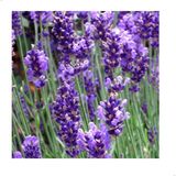 Reyon Ermenek Angustifolia Lavandula Lavanta Çiçeği Tohumu (100 Adet)