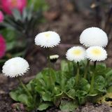 Reyon Ermenek Bellis Perennis Beyaz Renkli Ponpon İngiliz Çayır Papatyası Çiçeği Tohumu(100 tohum)