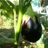 Reyon Ermenek Doğal Topan Patlıcan Tohumu (20 Tohum) - 1 Adet