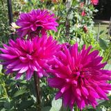 Reyon Ermenek Galaxie Dahlia Yıldız Çiçeği Yumrusu 1 Adet Acur Tohumu ile Bahçenizi Renklendirin