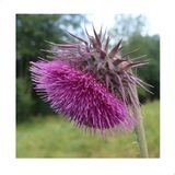Reyon Ermenek Kenger Otu (Cynara Cardunculus) Tohumu (5 Tohum) - 5 Adet
