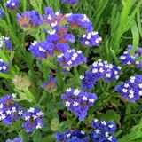 Reyon Ermenek Limonium Sinuatum Mavi River Deniz Lavantası Tohumu (30 tohum)