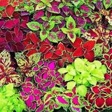 Reyon Ermenek Mixed Kolyos (Coleus) Yaprak Güzeli Çiçeği Tohumu(100 tohum)