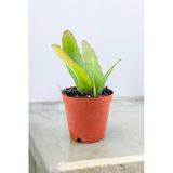 Rhipsalis Ramulosa 'Red Coral' Fidesi (Itır Gül Damlası Hediyesi İle) 01