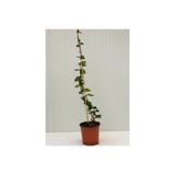 Rhyncospermum Jasminoides Arap Yasemini Fidanı 10-20 Cm