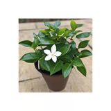 Rhyncospermum Jasminoides Star Arap Yasemini Fidanı 10-20 Cm