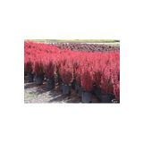 Roket Berberis Fidanı 40 60 Cm 1 Adet Saksılı Dış Mekan Bitkisi Berberis Thunbergii