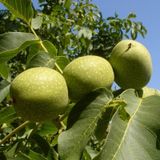 Ronde Ceviz Fidanı Aşılı 40-60 Cm Tüplü