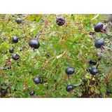 Rosa Rugosa Siyah Kuşburnu, Yediveren