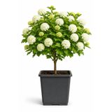 Rosemary Garden 1. Kalite İthal Kartopu Fidesi (15-25 cm Kare Potta) - Canlı Çit Bitkisi