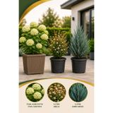 Rosemary Garden 3lü Premium Peyzaj Seti Kare Potta İthal Kartopu Güzellik Çalısı Abelia Sabin Ardıcı