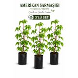 Rosemary Garden 3'lü Set Amerikan Sarmaşığı Fidanı (Virginia Creeper) - 50-60 cm Torbalı