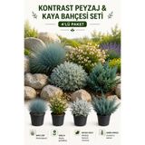 Rosemary Garden 4lü Kaya Bahçesi ve Peyzaj Seti Mavi Çim Abelia Sabin Ardıcı Bahçe Külü Müşlep Fidanı