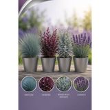 Rosemary Garden 4lü Renkli Peyzaj Çalı Seti 2L Saksıda Mavi Çim Mor Yapraklı Berberis Bahçe Külü Müşlep Lavanta