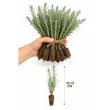 Rosemary Garden Açık Kök Lavanta Fidesi 10 Adet 10-15 cm Tıbbi Aromatik Lavandula Bahçe Peyzaj Canlı Çiçek Fidanı