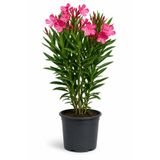 Rosemary Garden Bol Çiçekli Zakkum Fidanı 2 Litre Saksıda 50-60 cm Nerium Oleander