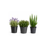 Rosemary Garden Canlı 3lü Set Lavanta Biberiye Kekik Fidesi Saksıda Taze Organik Yemeklik Baharat Bahçe Balkon Bitkisi
