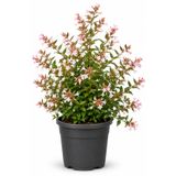 Rosemary Garden Canlı Abelya Çiçeği 15-30 Cm 2 Litre Saksıda Mis Kokulu Bahçe Balkon Bitkisi Abelia