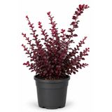 Rosemary Garden Canlı Berberis Çalı Bitkisi 50-70 cm 2 Litre Saksıda Bordo Kırmızı Kadıntuzluğu Bahçe Çiti