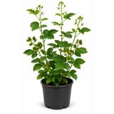 Rosemary Garden Canlı Böğürtlen Fidanı 30-50 cm Torbalı Saksıda Bol Meyve Veren Yüksek Verimli Bahçe Balkon Bitkisi