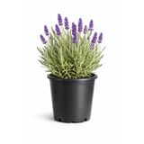 Rosemary Garden Canlı Kokulu Lavanta Çiçeği Saksıda 15-30 cm 2 Litre Ev Ofis Bahçe Bitkisi Gerçek Doğal Lavandula