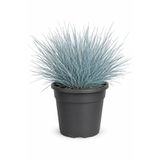 Rosemary Garden Canlı Mavi Çim Bitkisi Festuca Glauca 10-20 cm 2 Litre Saksıda Dekoratif Bahçe Balkon Kaya Çimleri