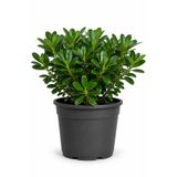 Rosemary Garden Canlı Pitosporum Bitkisi Pittosporum 10-20 cm 2 Litre Saksıda Bodur Bahçe Balkon Çit Çalısı