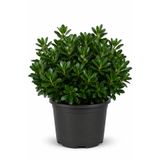 Rosemary Garden Canlı Pitosporum Çalı Bitkisi 30-50 cm 5 Litre Büyük Saksıda Parlak Yapraklı Bahçe Balkon Çiti